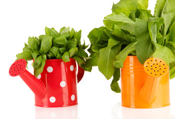 Fresh herbs in colorful watering cans isolated on white