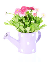 Daisy flowers isolated on white