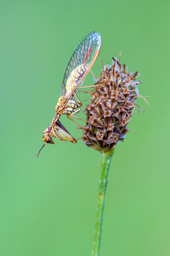 Mantispa aphavexelte