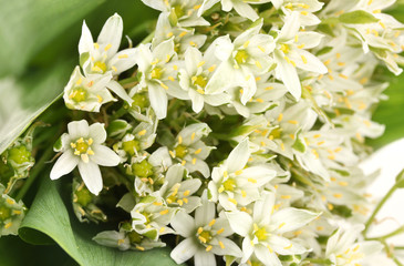 Beautiful mountain daffodils, isolated on white