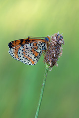 Melitaea sp.