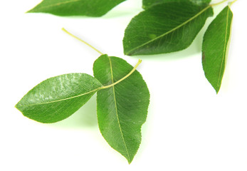 Obraz premium Green leaves isolated on white