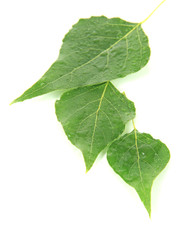 Fototapeta premium Green leaves isolated on white