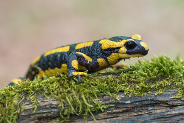 fire salamander