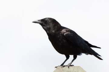 Obraz premium Crow