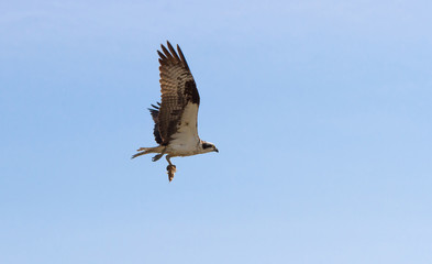 Obraz premium osprey