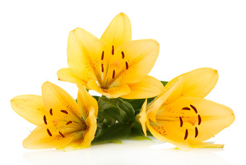 Beautiful orange lilies, isolated on white