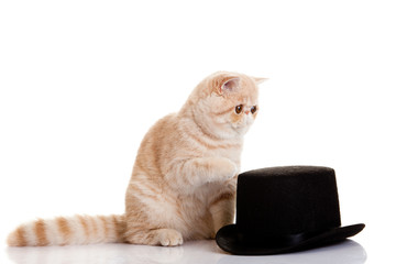 persian exotic kitten with black had