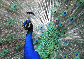 Naklejka premium Pavone