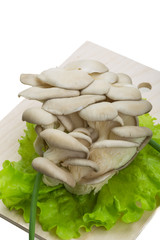 Fresh Fungus