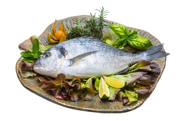 Fresh raw dorada