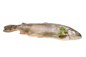 Fresh raw rainbow trout