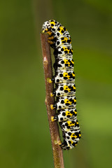 Water Betony grub (Shargacucullia scrophulariae)