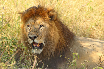 Naklejka na ściany i meble Male lion resting