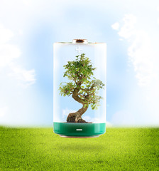Pila con Bonsai