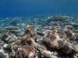 snorkeling in red sea