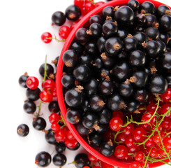 Red and black currant in bowl isolated on white