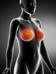 Female BREAST anatomy x-ray lateral view