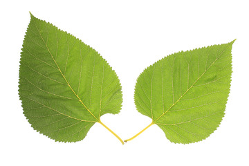 Beautiful green leafs isolated on white