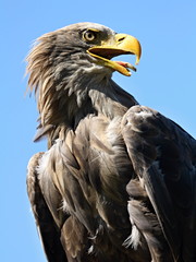 eagle