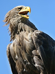 eagle