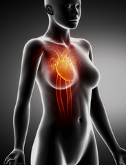 Female HEART anatomy x-ray lateral view