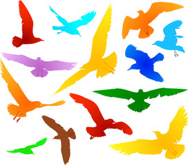 Color vector set of seagulls silhouettes