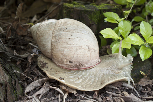 caracol03