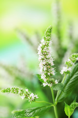 Fresh mint flowers in garden