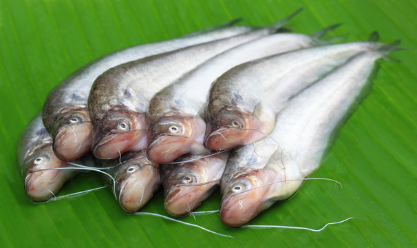 Pabda fish of Southeast Asia on green leaf