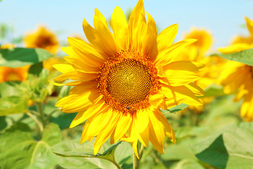 Beautiful sunflower in the field, close up