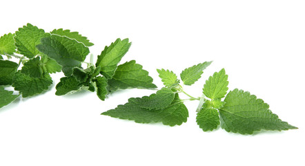 Green leaves, isolated on white