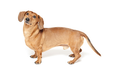 cute brown dachshund dog isolated on white background