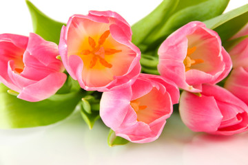 Pink tulips isolated on white