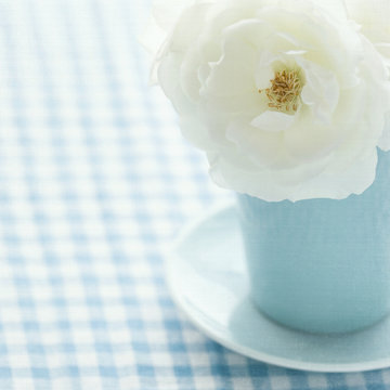 Fototapeta White rose in a light blue vase