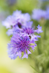 Beautiful cornflowers, outdoors