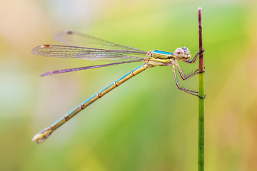Green dragonfly