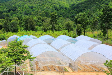 plant nursery of organic vegetable