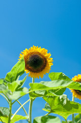 夏とひまわり