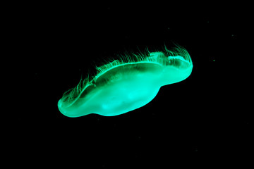 Green jellyfish