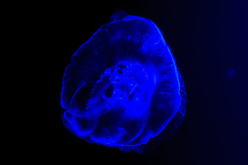 Obraz premium Blue jellyfish
