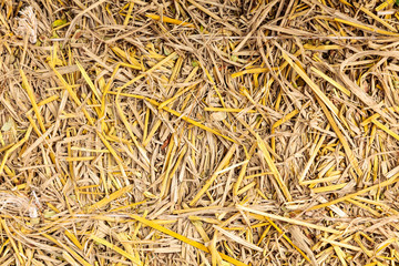 Pile of dry straw