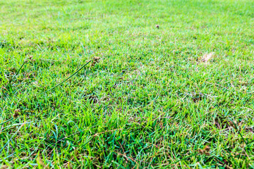 Green grass field seamless