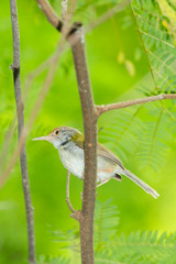 Dark-necked Tailorbird (Orthotomus atrogularis)