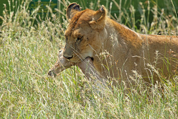Lioness returns from the hunt