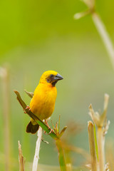 Close up of Male Asian Golden Weaver