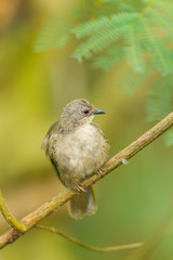 Red-eyed bulbul (Pycnonotus brunneus) bird in nature