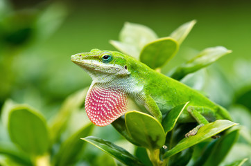 Green Anole lizard (Anolis carolinensis) showing off pink dewlap - 54286821