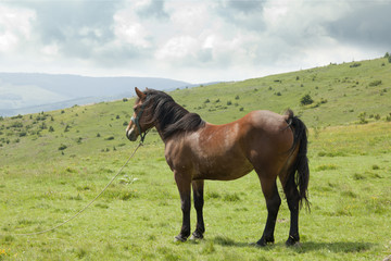 Fototapeta na wymiar horse in a meadow