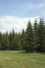 dense coniferous forests and mountain road